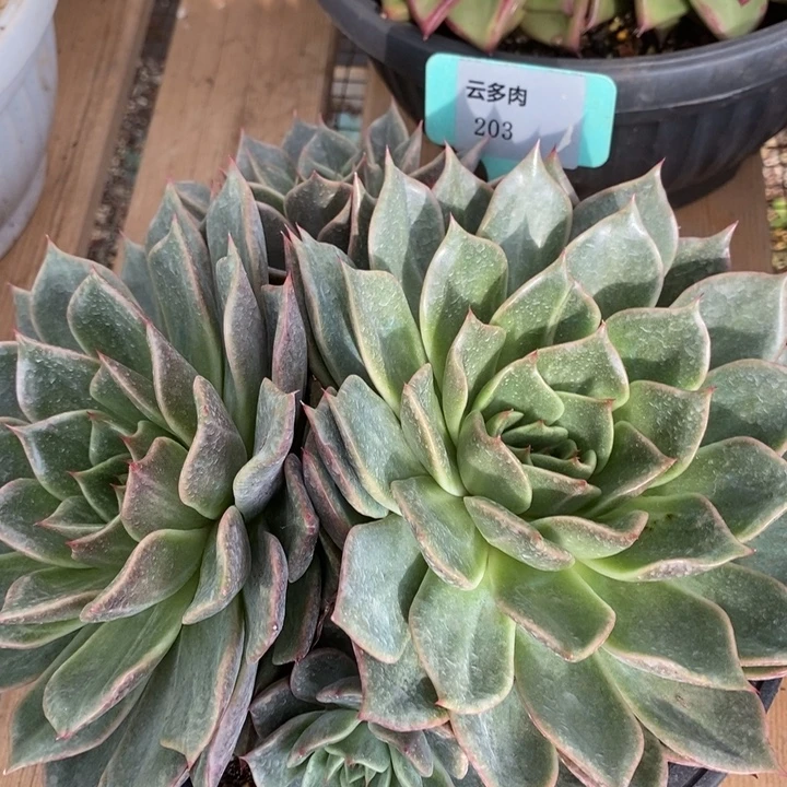 D203- 直播福利 鱿鱼丝带锦