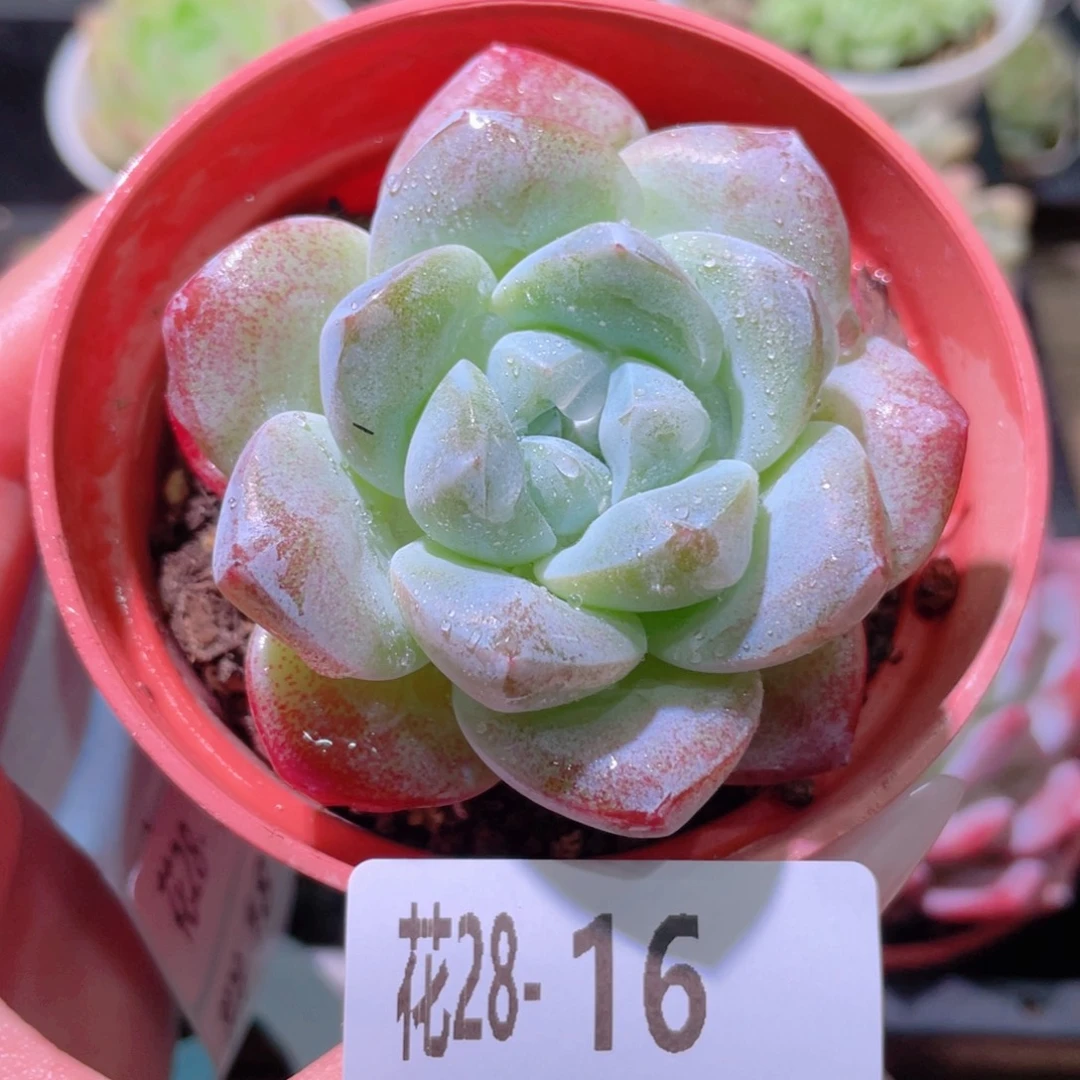 花利美28-16冰玉单头