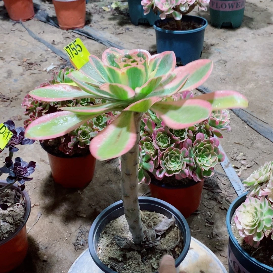 大单头燕姿锦755，