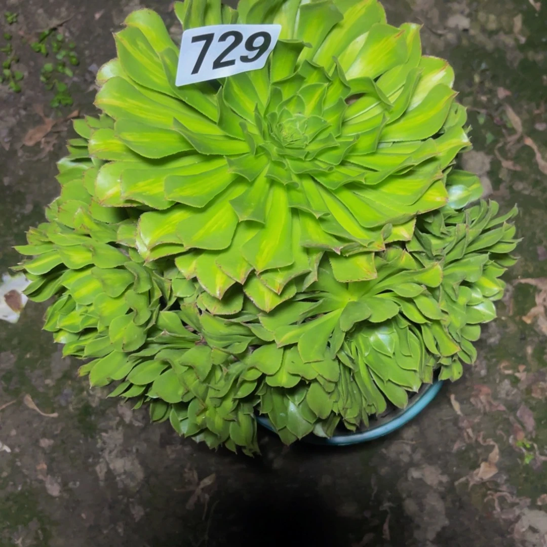 知否法师26////////18包邮