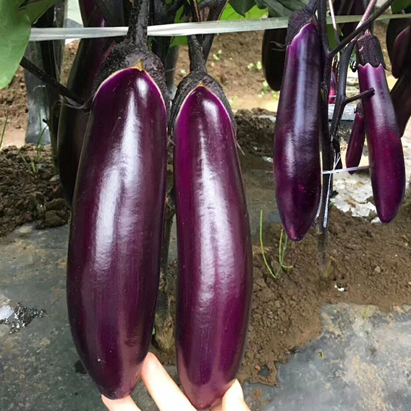 【全店满五包包邮】茄子紫柄黑茄子种籽孑菜园蔬菜种籽茄子种