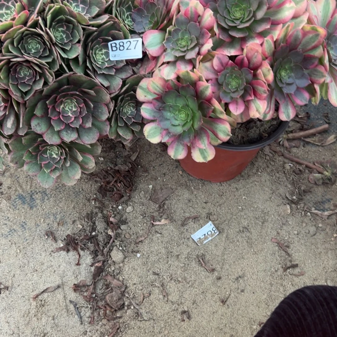 幸***梅827两颗组合多肉植物法师