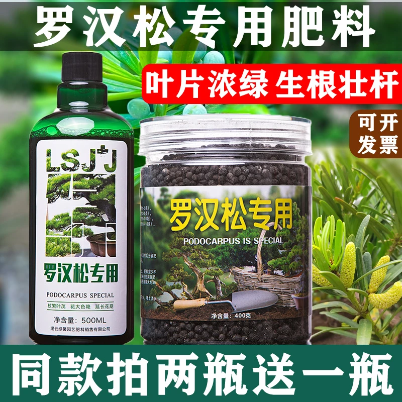 罗汉松专用营养液植物营养液专用肥料罗汉松枯萎黄叶掉叶补救方法