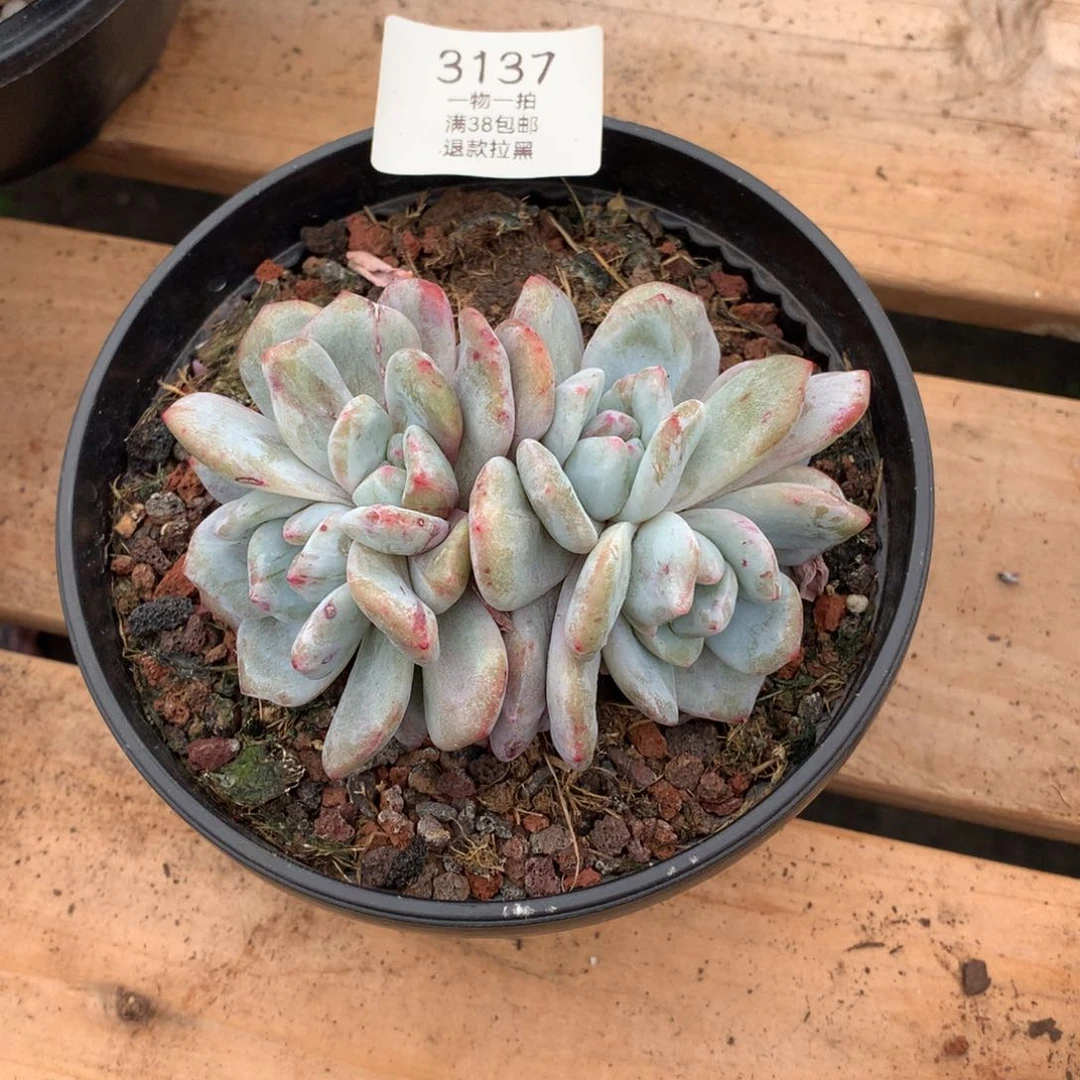 11厘米四头星影石化3137