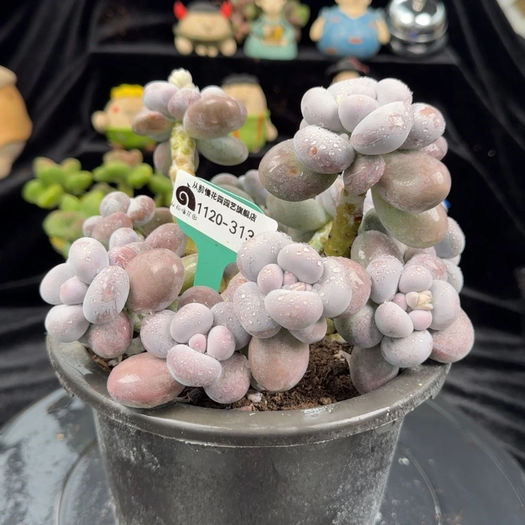 从前慢花园多肉编号1120-313