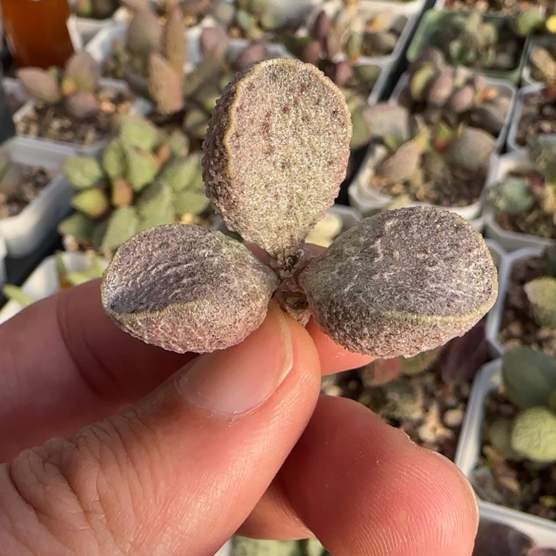园艺水泡多肉植物