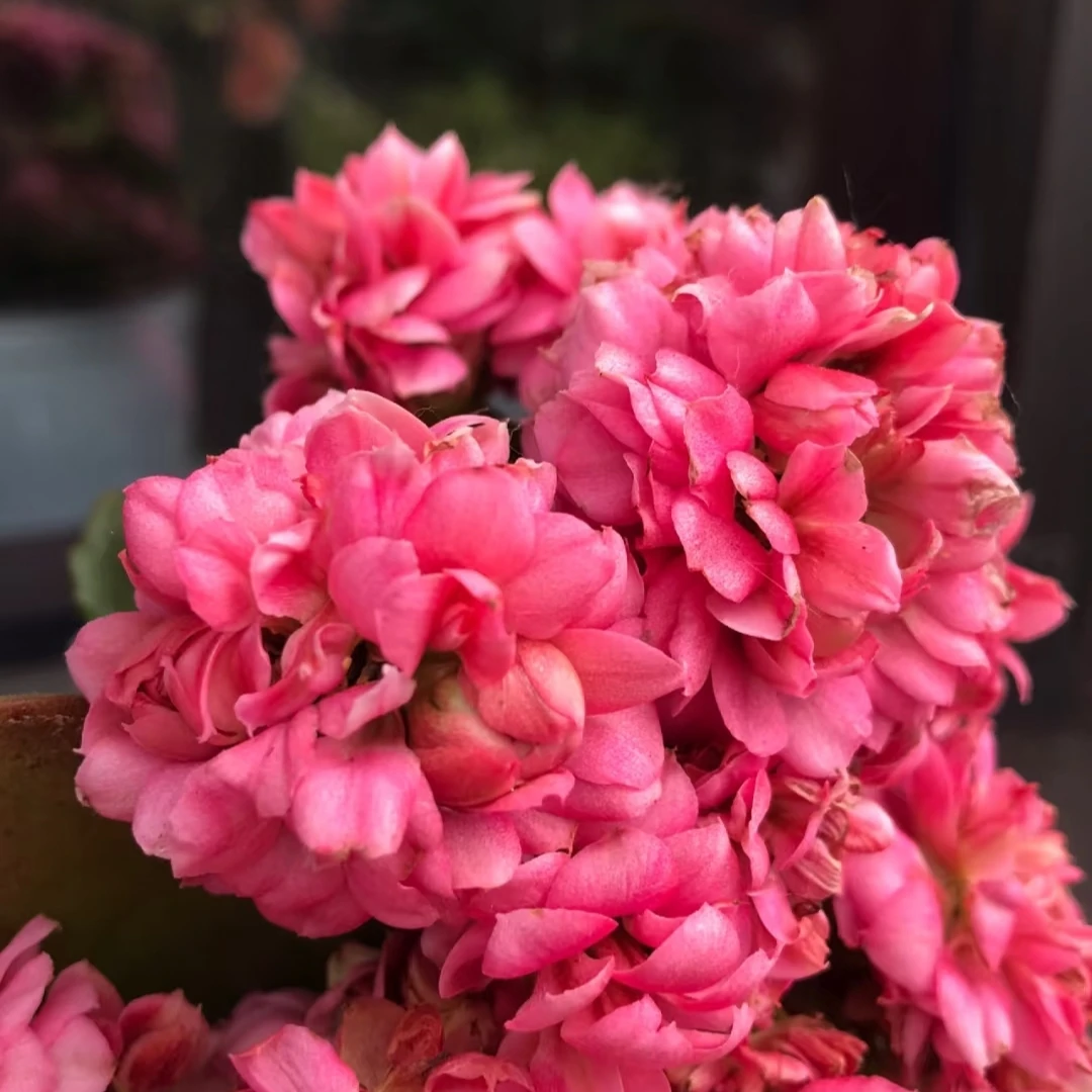 【唐卡】80小盆粉色重瓣大花