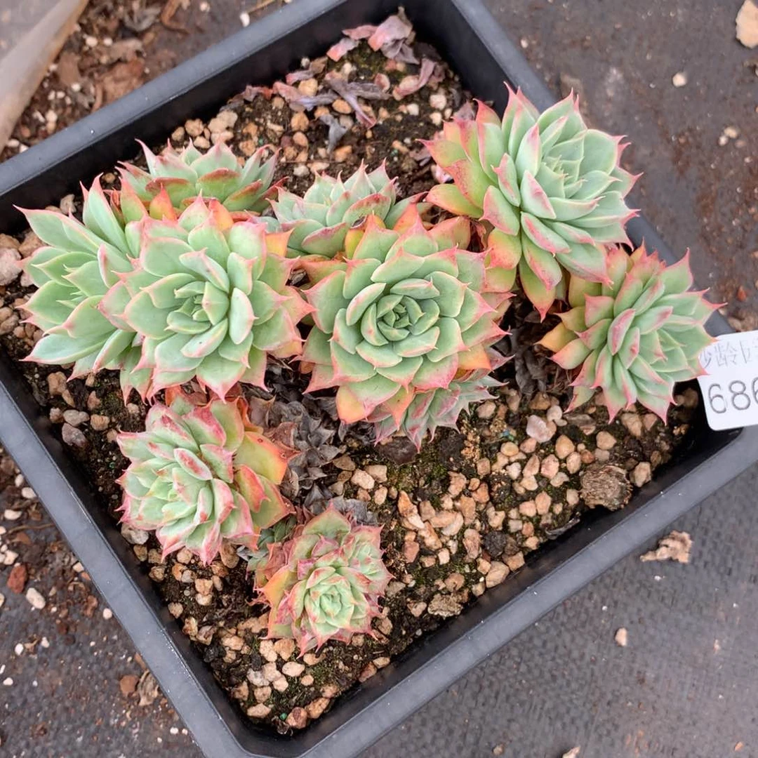 早***36862杂交精品基地15厘米