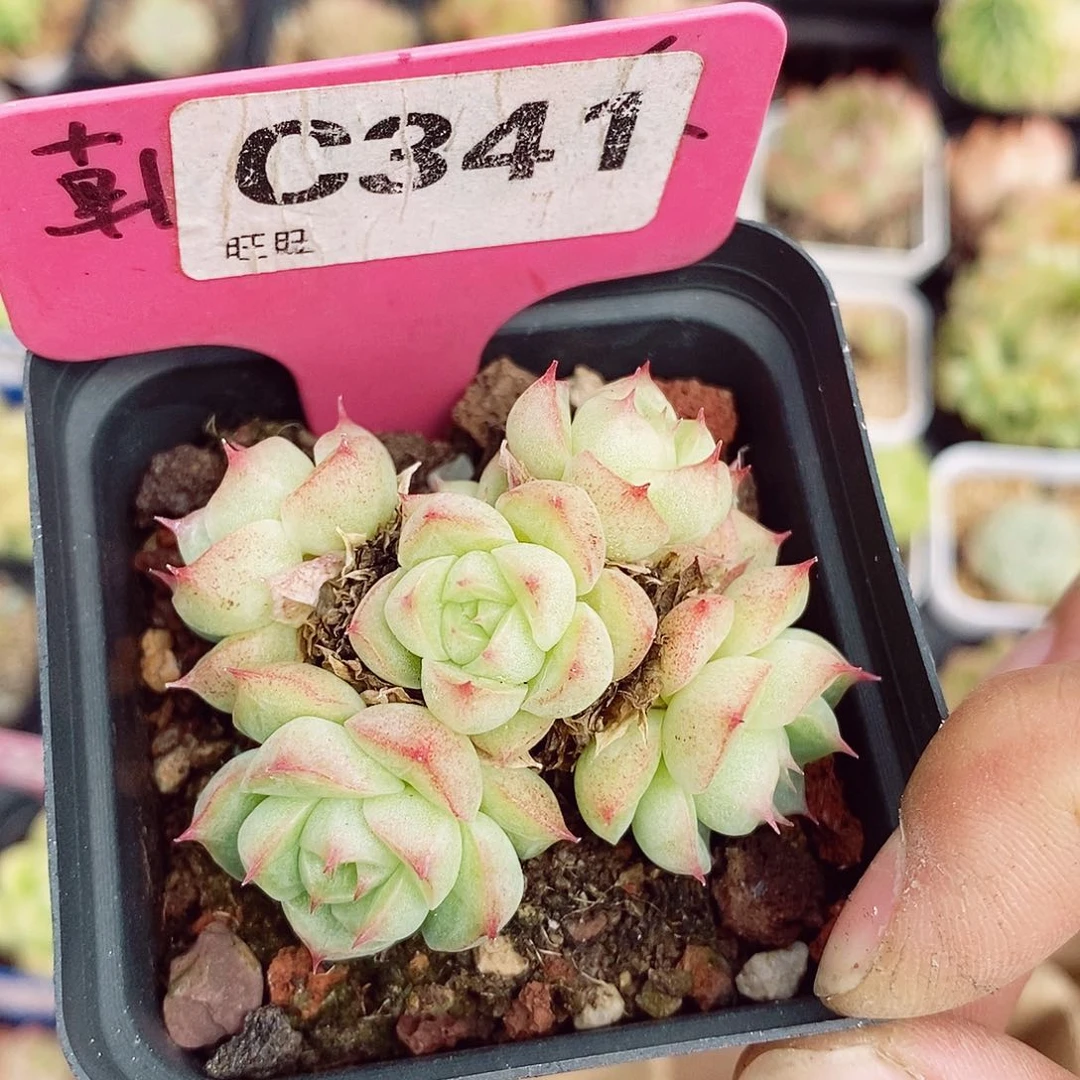 麦秆福利6cm不包整群