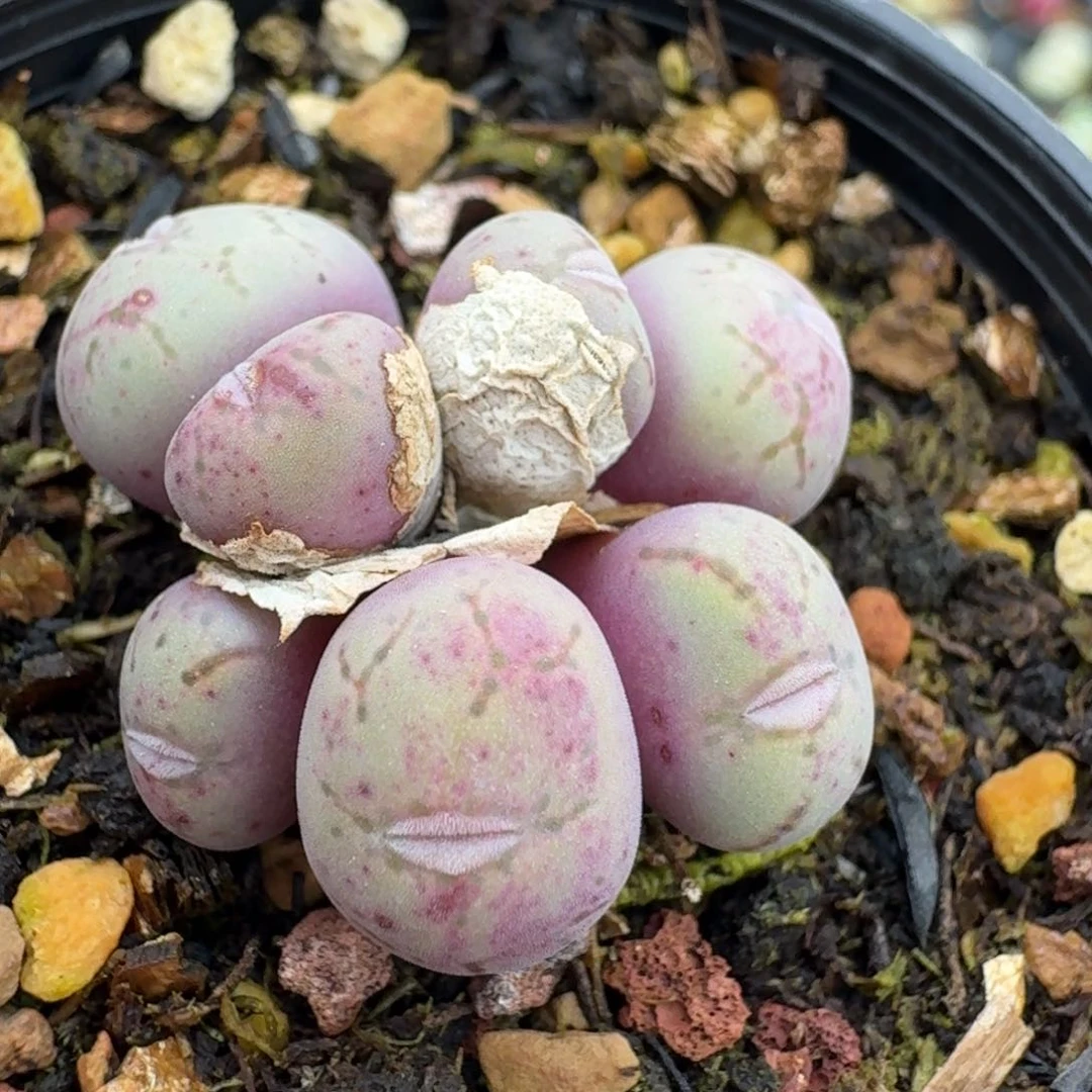 8带盆0000000000000