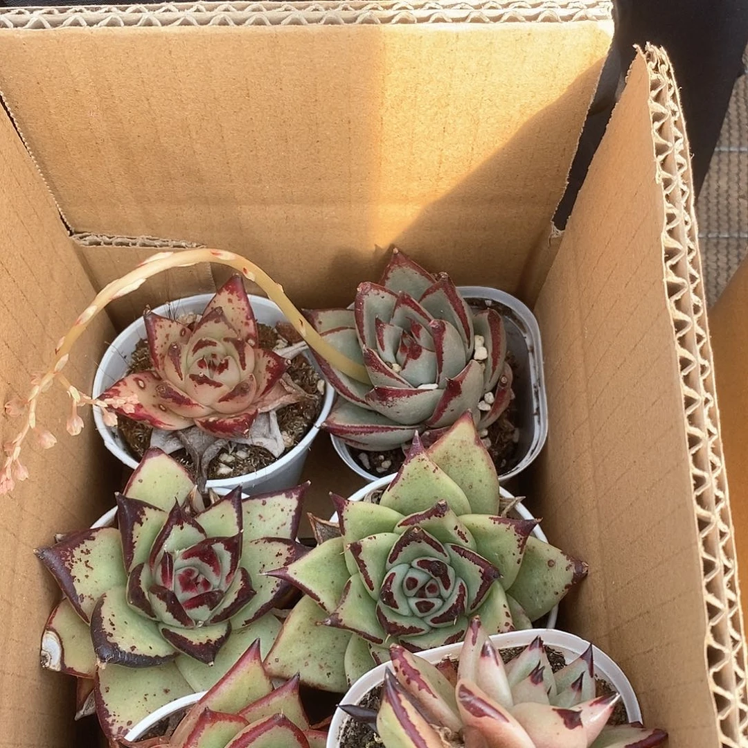 乌木黑红满盆 9.9包邮 5176