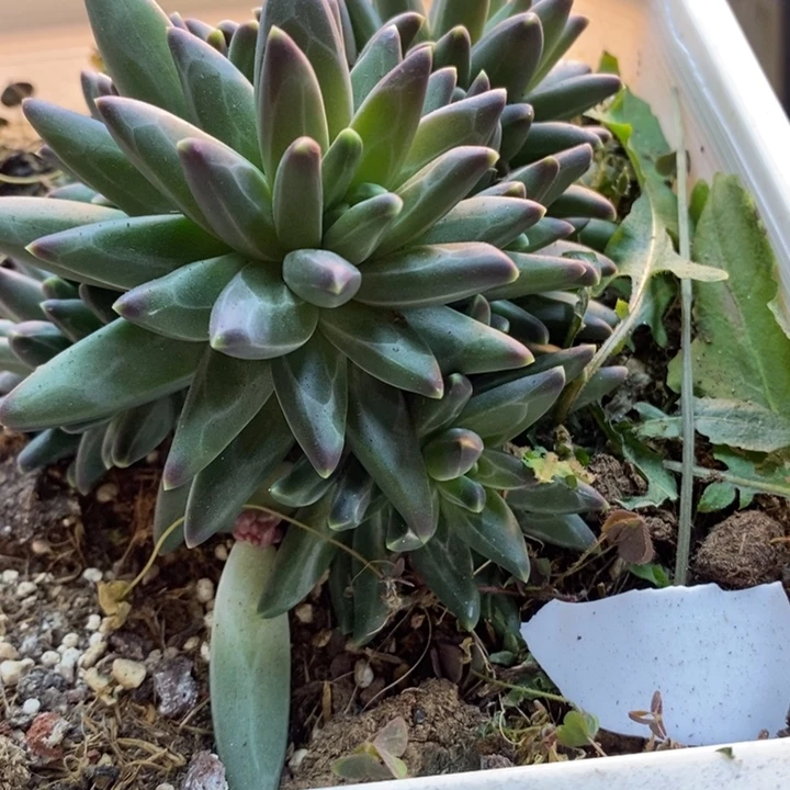 ****方500号梵高多肉植物