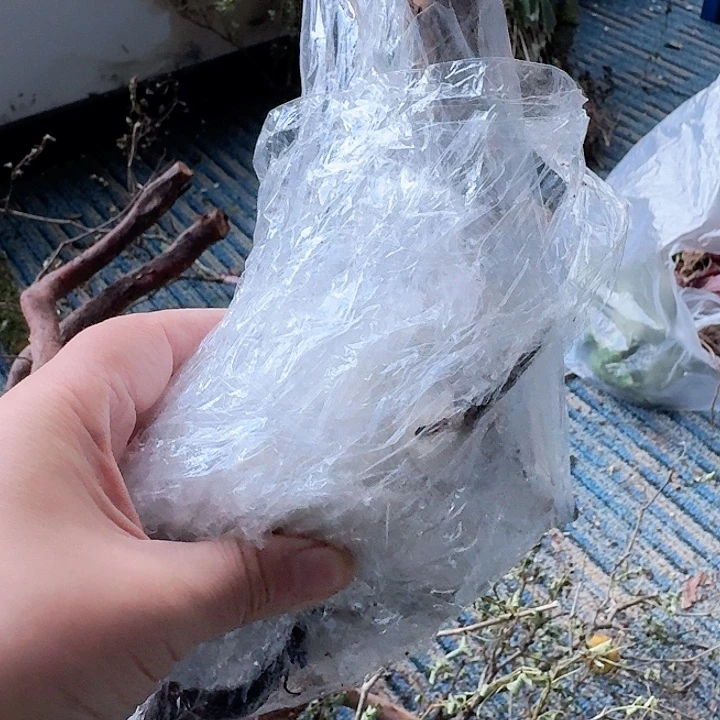 等****无花朵贵州刺梨一颗