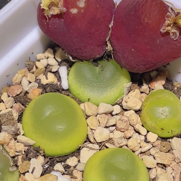 48889008888888888888888