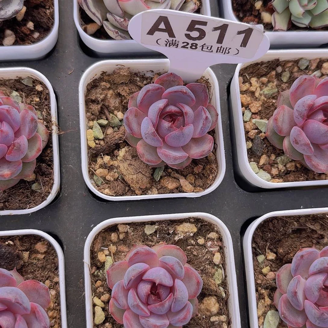 A511黑称一物一拍多肉