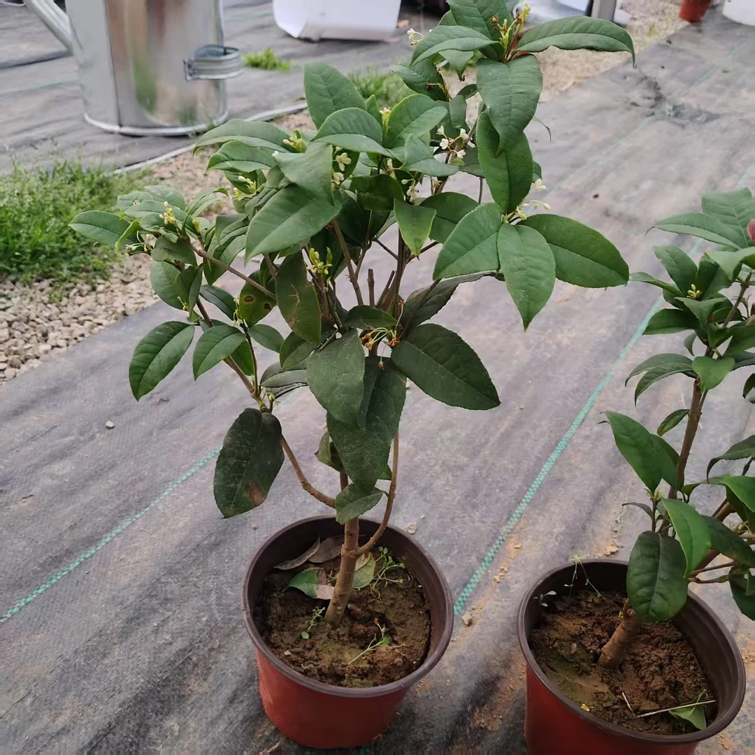 桂花四季桂盆景绿植耐寒耐旱微型桂花