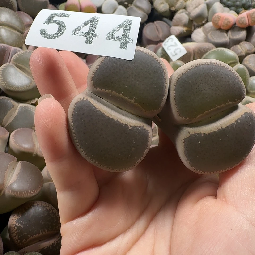 生石花一物一拍544