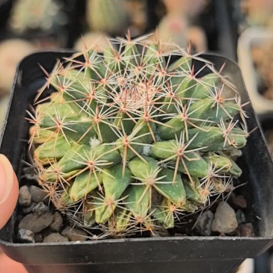 实生不知名刺球直径5带盆土