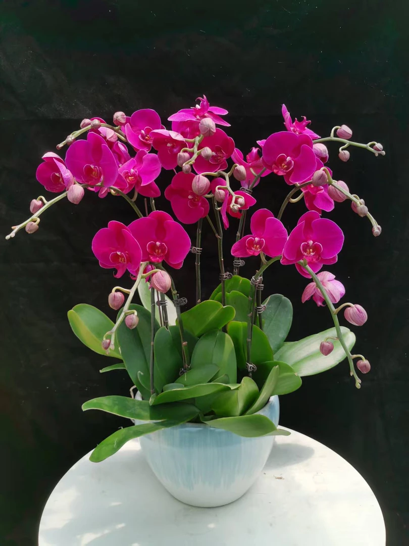 蝴蝶兰【大辣椒】春季特惠特A级大花室内绿植基地种植
