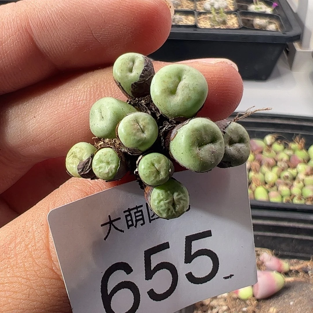 一物一拍。               655