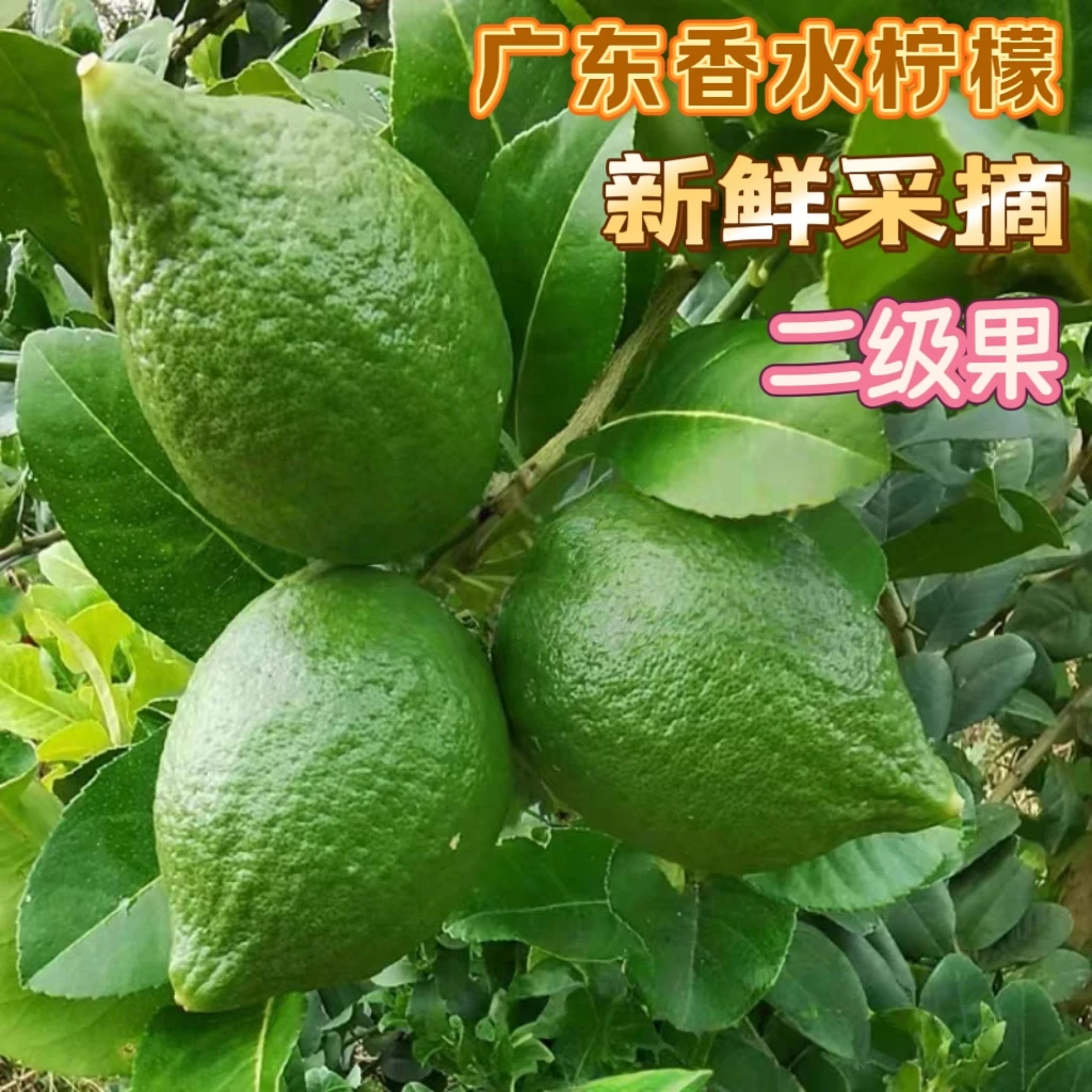 二级80斤100斤新鲜采摘广东正宗无籽香水柠檬奶茶店商用饮品材料
