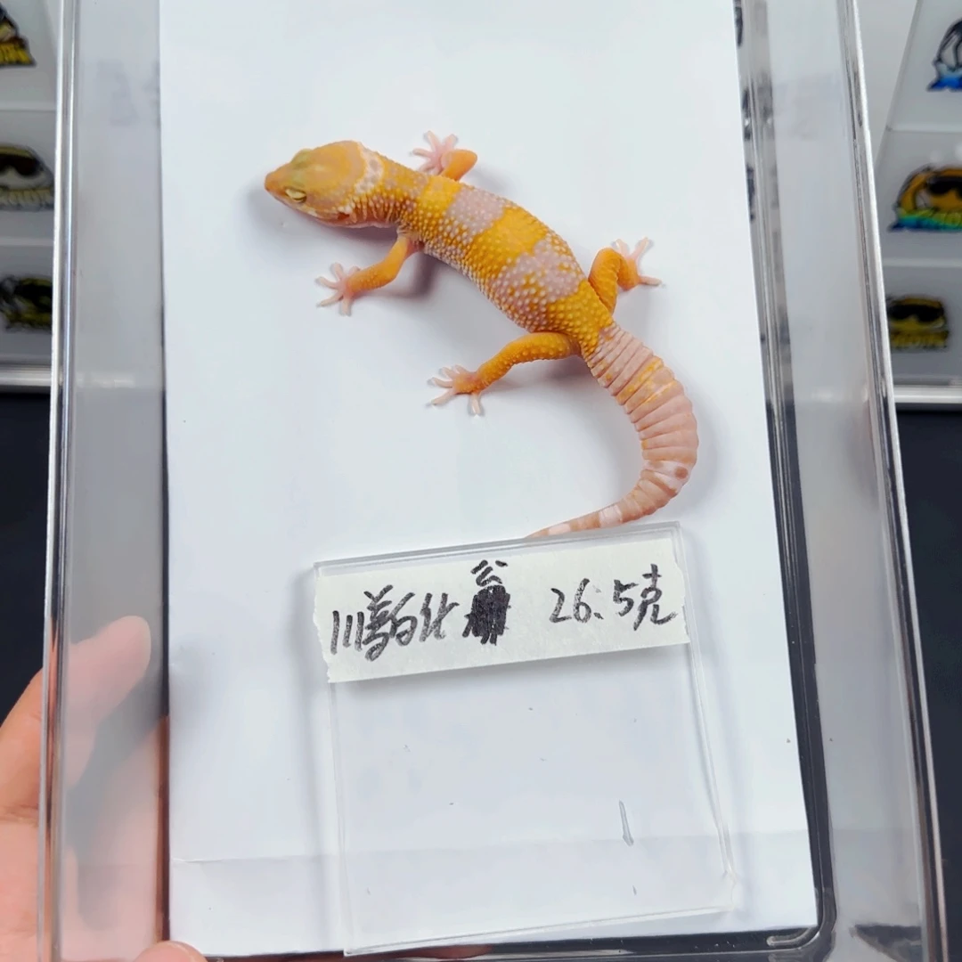 豹纹守宫豹纹守宫