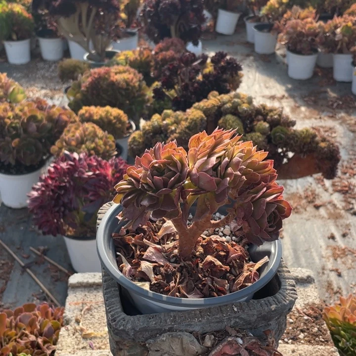 点**活万圣节缀化老桩