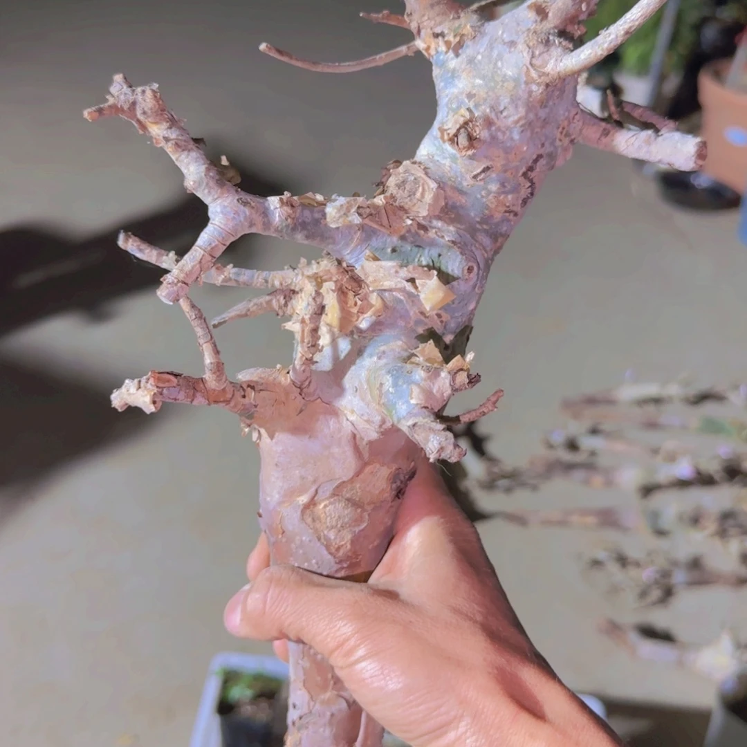 王*块根植物块根植物