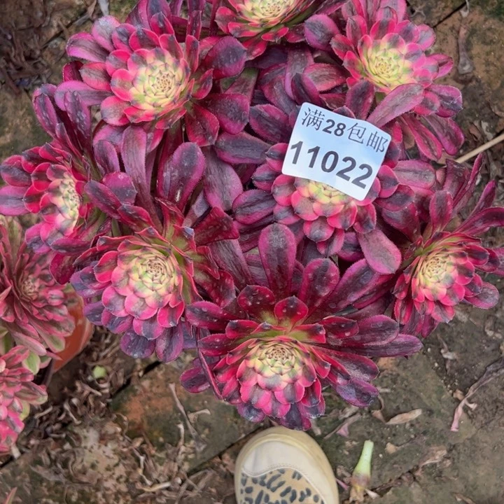 11022舞天姬多肉植物