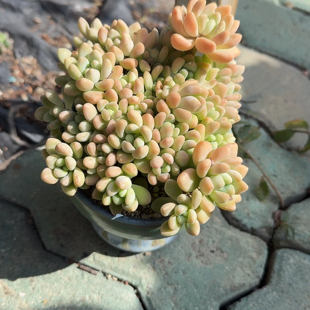 奶酪蛋糕带盆多肉植物