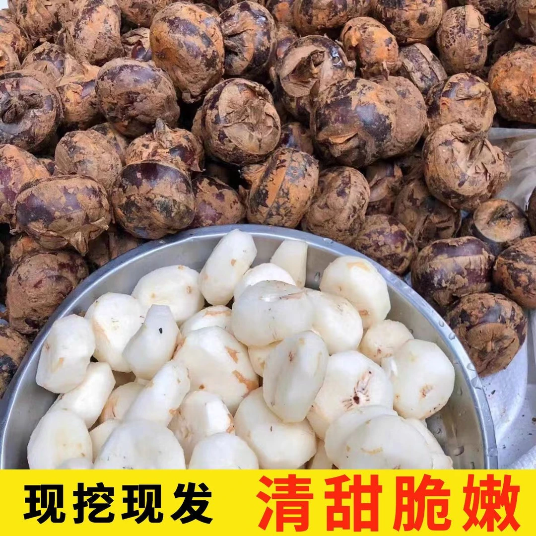 脆甜多汁产地带泥直发新鲜马蹄荸荠水果蔬菜马蹄包邮