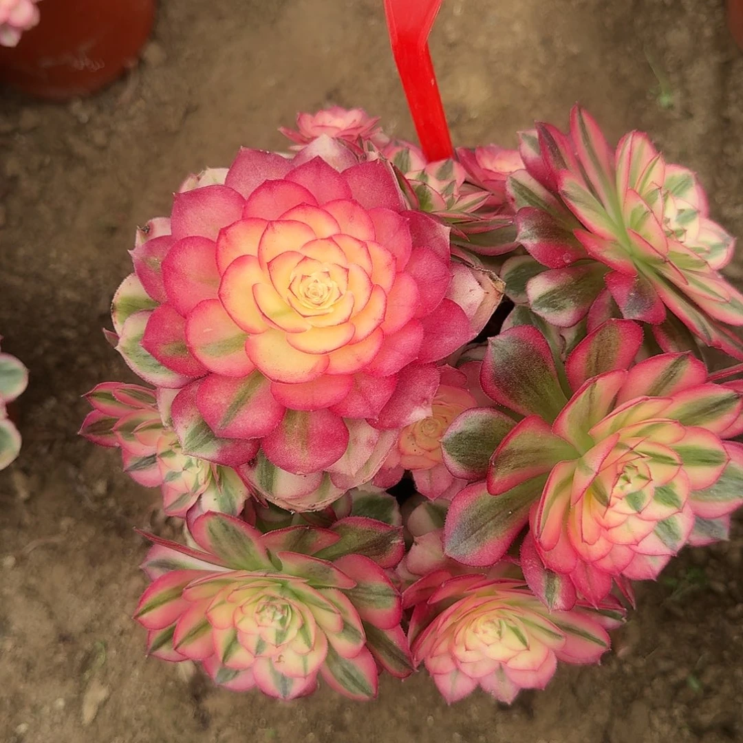 4190倾城多肉法师