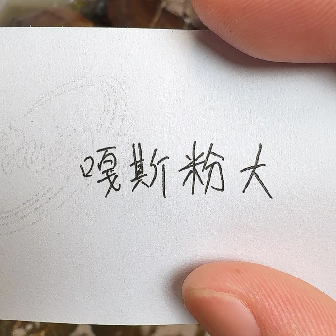 母绿毛龟666666666666666