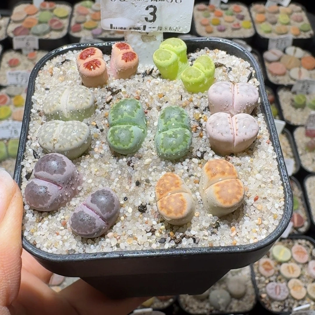 Sss精品便宜清了3