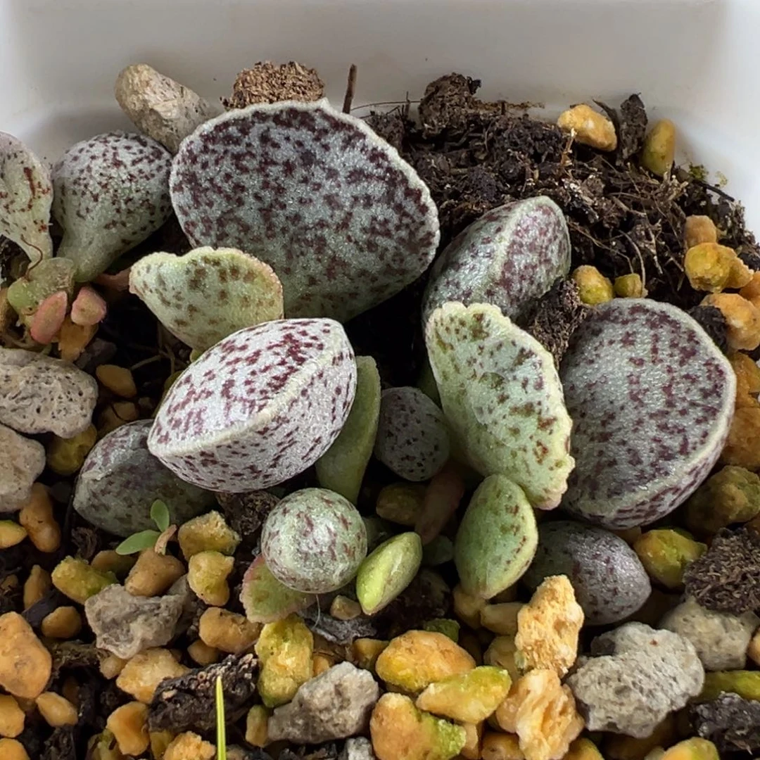 腰子蛋多肉植物水泡多肉植物