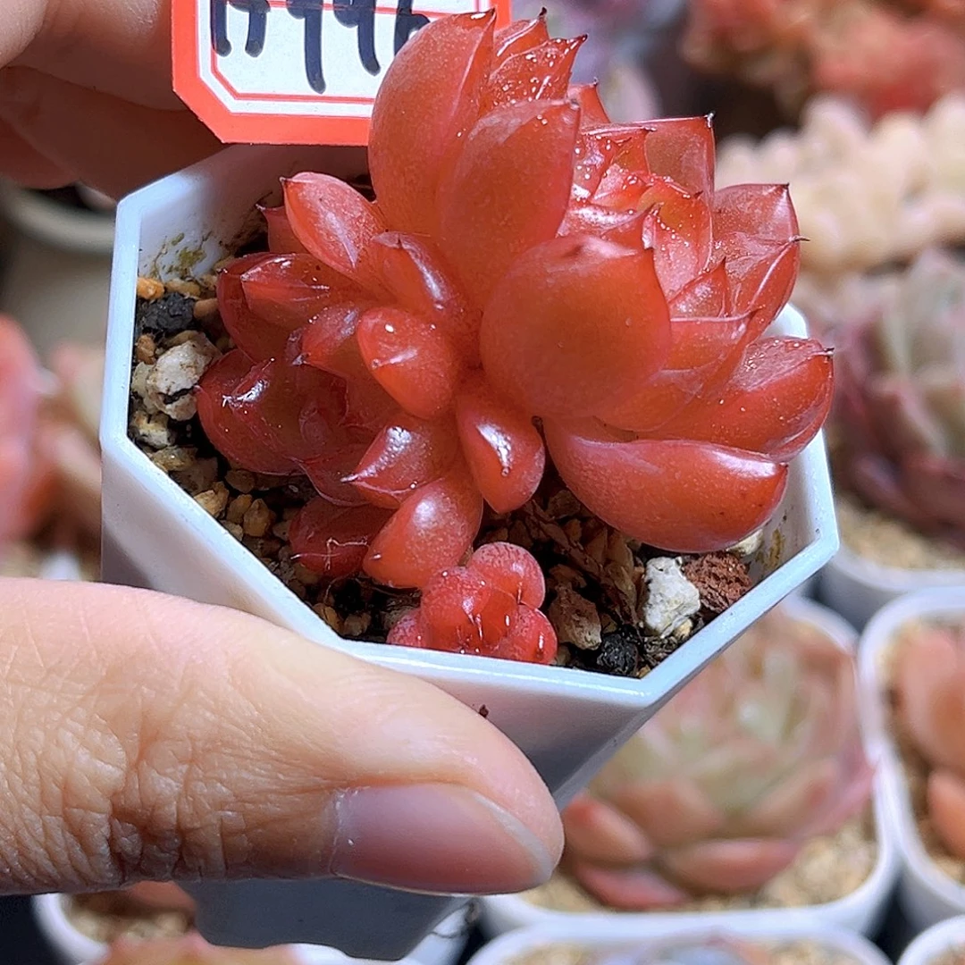 H996 新品珍妮  满18包邮