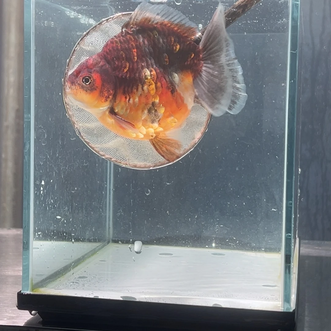 金鱼0439855555555556