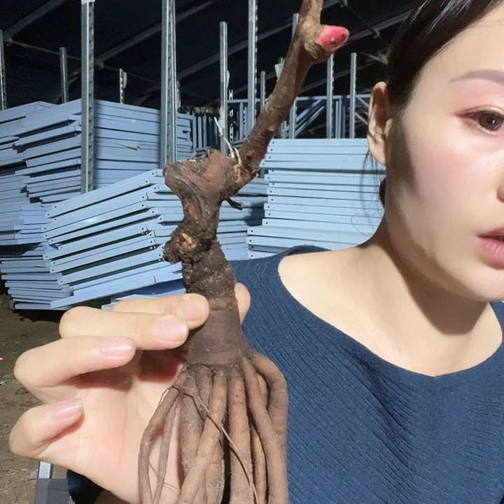 当前无花栽培后可以开花混苗分株