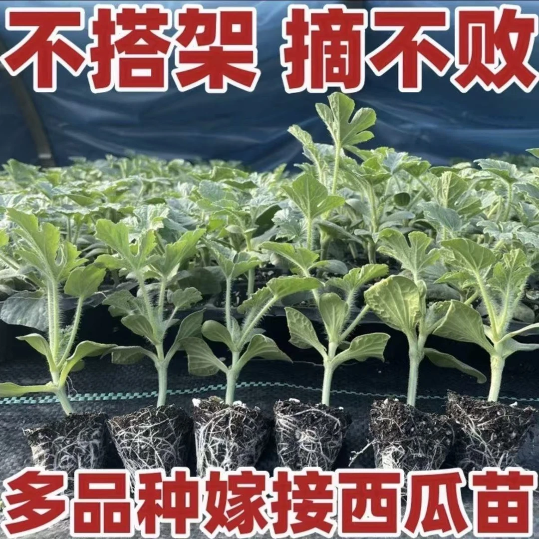 嫁接西瓜苗8424美都秧苗麒麟甜王盆栽地栽礼品小西瓜黄红心易成活