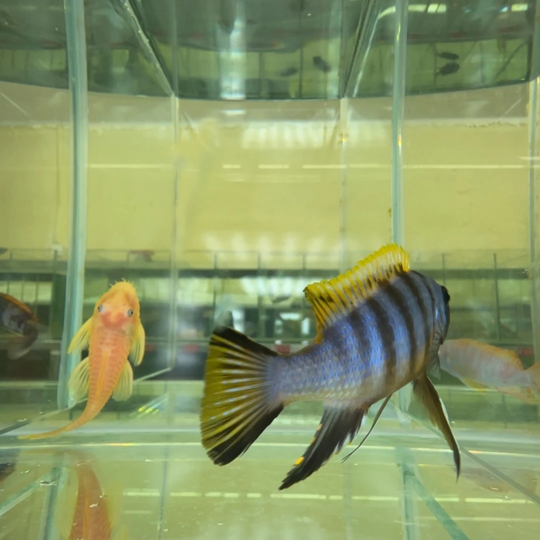 海水鱼C006-紫金10-11公分