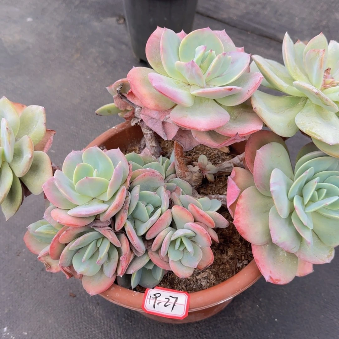 19-27 凤发货 11111