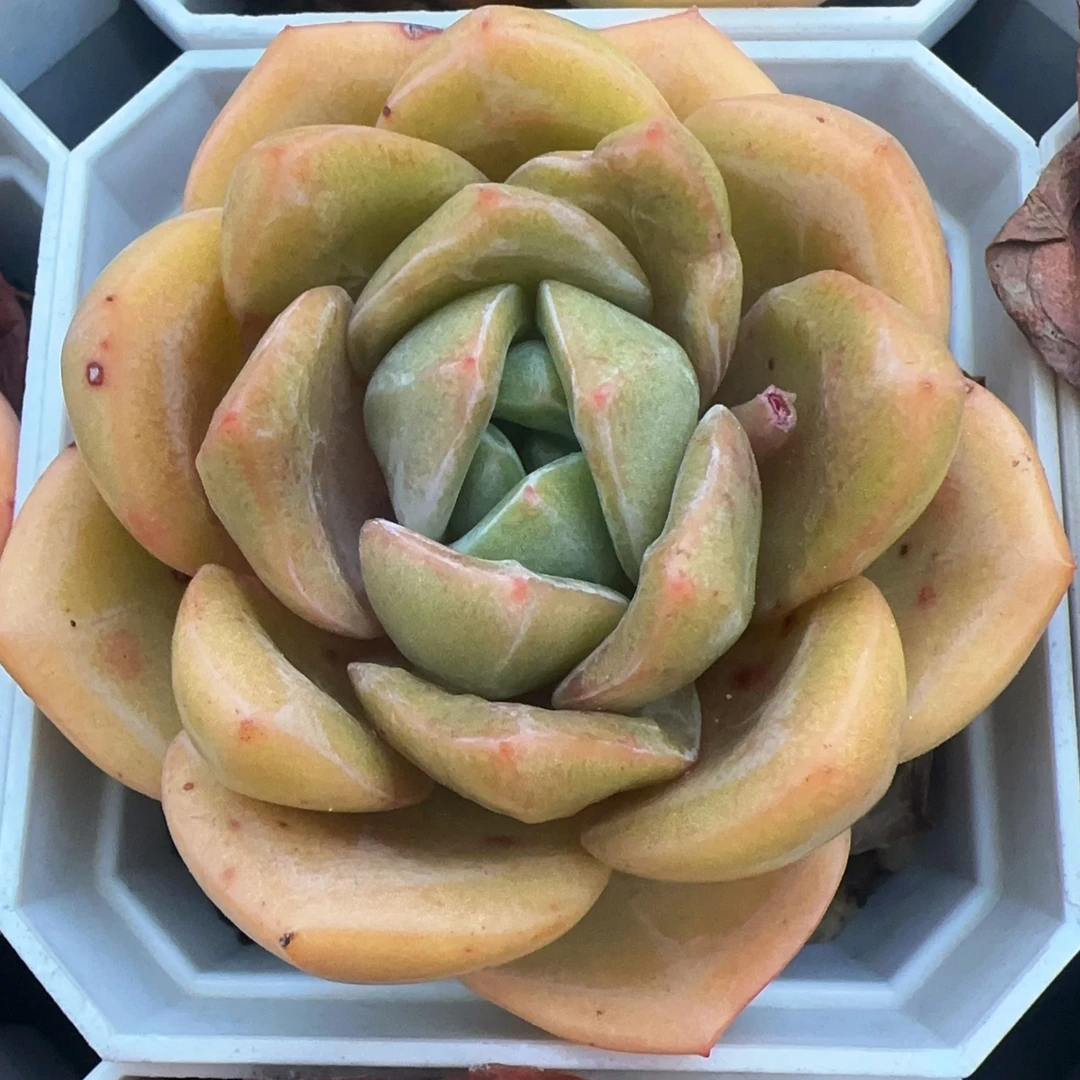 德国香槟单头（6cm）脱土金先生精品多肉