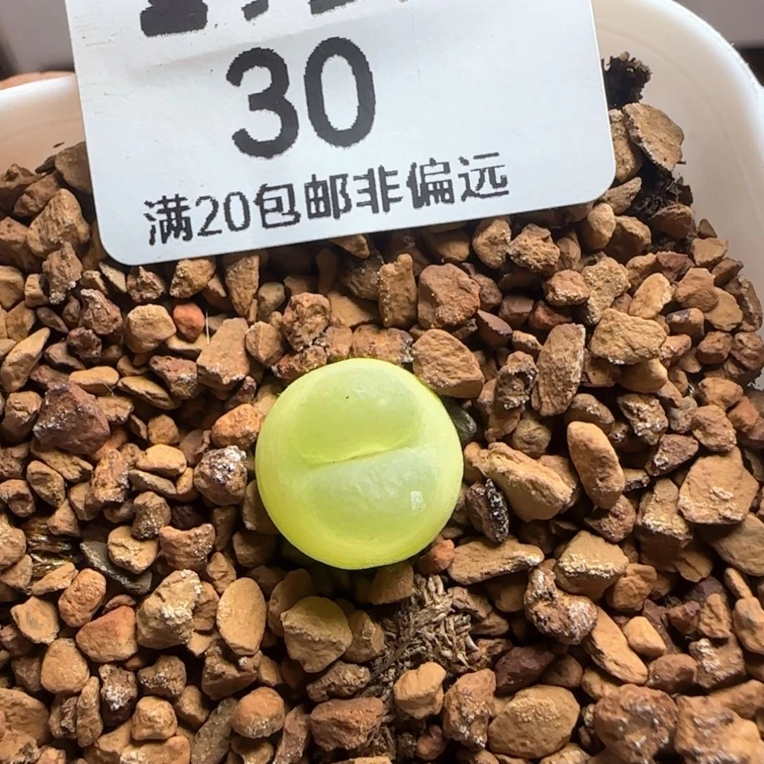 拉登1.2带盆土1200。