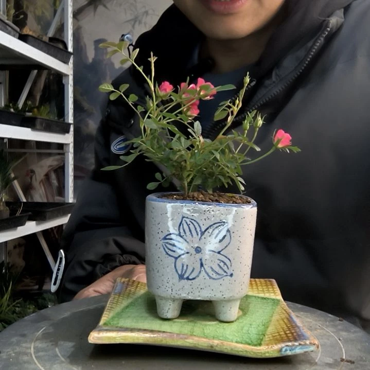 小**师小盆景小植物一物一拍33