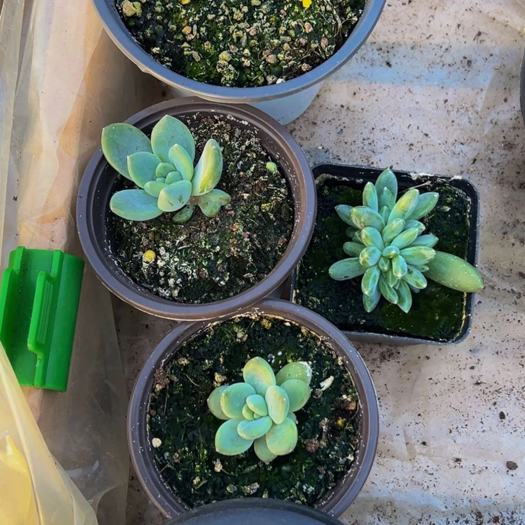 ****小脚丫 艾米丽苗3个，雪黛丽1寄养