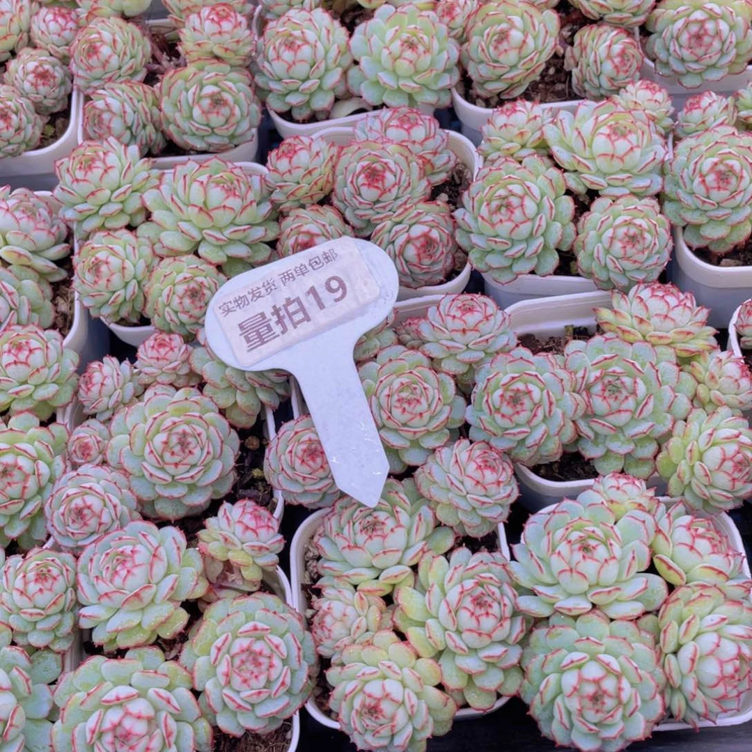 量拍19号 精品 小红船小红p多头群一个