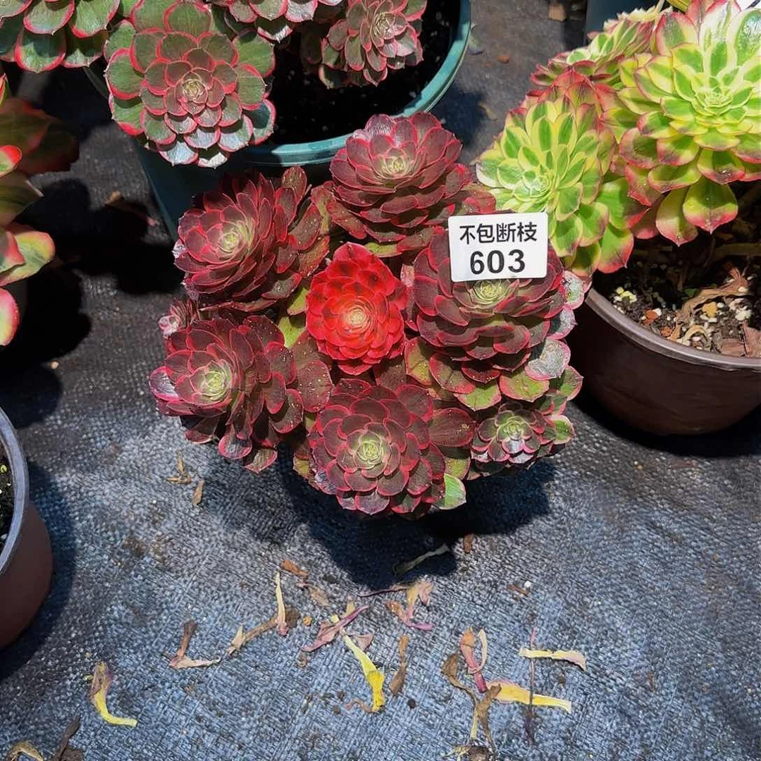 603小粉花妖多肉法师锦