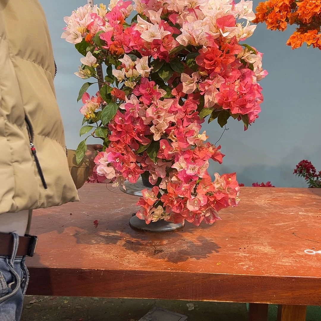 小****完全开放三角梅一物一拍橙口红