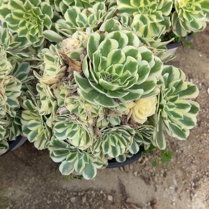 迈巴赫手捧量多肉植物