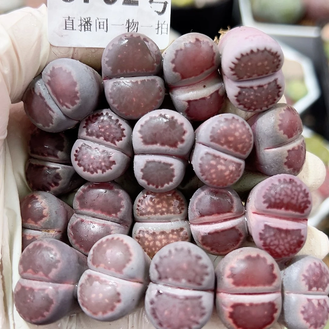 8792 好养易活生石花大母本19个